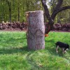 Igor Loskutow  Kunst mit Kettensäge, Schnitzerei, Skulptur: Hundsrueck002