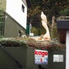 Igor Loskutow  Kunst mit Kettensäge, Schnitzerei, Skulptur: Adler_-_004