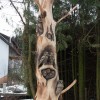 Grosser_Eulenbaum