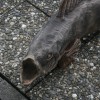 Lachs