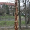 Lebensbaum
