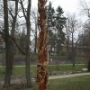 Igor Loskutow  Kunst mit Kettensäge, Schnitzerei, Skulptur: IMG_0940