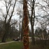 Igor Loskutow  Kunst mit Kettensäge, Schnitzerei, Skulptur: IMG_0941
