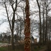 Igor Loskutow  Kunst mit Kettensäge, Schnitzerei, Skulptur: IMG_0942