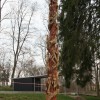 Igor Loskutow  Kunst mit Kettensäge, Schnitzerei, Skulptur: IMG_0948