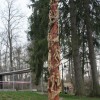 Igor Loskutow  Kunst mit Kettensäge, Schnitzerei, Skulptur: IMG_0949