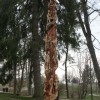 Igor Loskutow  Kunst mit Kettensäge, Schnitzerei, Skulptur: IMG_0950