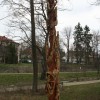 Igor Loskutow  Kunst mit Kettensäge, Schnitzerei, Skulptur: IMG_0951