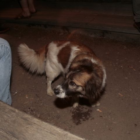 husky5 - 75
