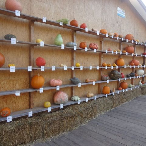 DSC03666