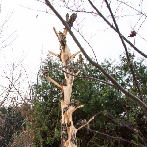 grossereulenbaum0956
