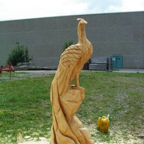 Pfau - 000