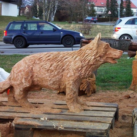 Schaeferhund- 04